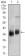 PPP1CC Primary Antibody MP20438 [M3D5C7]