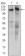 KIAA1967 Primary Antibody MP20439 [M1A9G12]