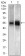 TBLR1 Primary Antibody MP20444 [M5A9G10]