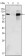 Androgen receptor Primary Antibody MP30007 [M2H8]