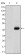 CEA Primary Antibody MP30156 [M3G12]