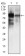 ALPL Primary Antibody MP30337 [M2F4]