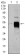 POU3F2 Primary Antibody MP30401 [M6H12]