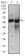 HAS2 Primary Antibody MP30417 [M4E7]