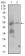 TRIP6 Primary Antibody MP30424 [M6H4]