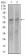 KEAP1 Primary Antibody MP30431 [M1F10B6]