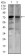 SLC27A5 Primary Antibody MP30454A [M4B11C10]