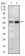 GNL3 Primary Antibody MP30458P [M2C8D5]
