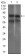 GUCY1A3 Primary Antibody  MP30467A [M3G6B2]