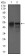 DCTN4 Primary Antibody MP30469A  [M3G9D7]