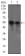 DCTN4 Primary Antibody  MP30469P [M3G9D7]