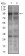 DNM1L Primary Antibody MP30524 [M4E11B11]