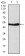 ATG5 Primary Antibody MP30775 [M8E8G6]