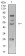 TFAP2C Primary Antibody MP31193 [M3A11A5]