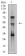 TFAP2B Primary Antibody MP31216 [M6E7H11]