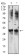TBP Primary Antibody  MP31682 [M7G11C8]