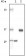 SRA Primary Antibody MP20075 [M7H1G1]