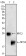 MYL3 Primary Antibody MP20342  [M3F8]