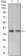RASSF1 Primary Antibody MP20441 [M4G9A3]