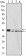 p44/42 MAPK (Erk1/2) Primary Antibody MP30014 [M3F8]