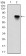 BMI1 Primary Antibody MP30285 [M3E3]