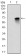 MBP Primary Antibody MP30288 [M2H9]