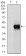 SERPINE1 Primary Antibody MP30306 [M1D5]