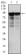 NEFL Primary Antibody MP30310 [M1H3]