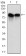 NEDD8 Primary Antibody [M5B8]