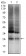 UBB Primary Antibody MP30317 [M3C12]