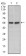 FAS Primary Antibody MP30326 [M4F8H6]
