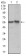 FAS Primary Antibody MP30328 [M4F8D6]