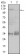 ITGB1 Primary Antibody MP30333 [M3B6B2]