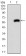 PDX1 Primary Antibody MP30342 [M5A5]