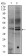 FOS Primary Antibody MP30360 [M2G2]