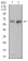 AlCAM Primary Antibody MP30398 [M5B3]