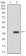 NEFM Primary Antibody MP30411 [M2G12]