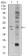 FZD5 Primary Antibody MP30412 [M2D12]
