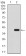 UTF1 Primary Antibody MP30419 [M5B6]