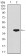 CD59 Primary Antibody MP30428 [M8D2B8]