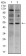 T Primary Antibody MP30430 [M1H9A2]