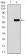 CAMK4 Primary Antibody MP30438 [M8C5B8]