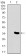 MESP2 Primary Antibody MP30442 [M1B3F9]