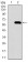 SPP1 Primary Antibody MP30443 [M7C5H12]