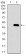 PSAP Primary Antibody MP30444 [M4D5F4]