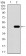 SLC2A4 Primary Antibody MP30445P [M3G10A3]