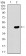 MAP1LC3A Primary Antibody MP30457P [M5B10D8]