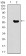 GNL3 Primary Antibody MP30458A [M2C8D5]