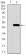 TRAFD1 Primary Antibody  MP30460A [M8E6E7]