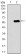 C17ORF53 Primary Antibody  MP30461A [M7A3A9]